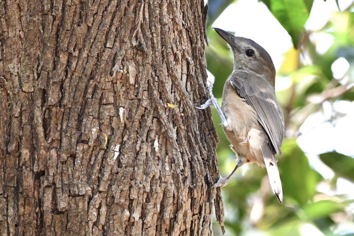 Arafura Shrikethrush - ML642418653