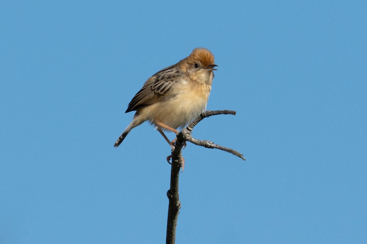 Golden-headed Cisticola - ML642418656