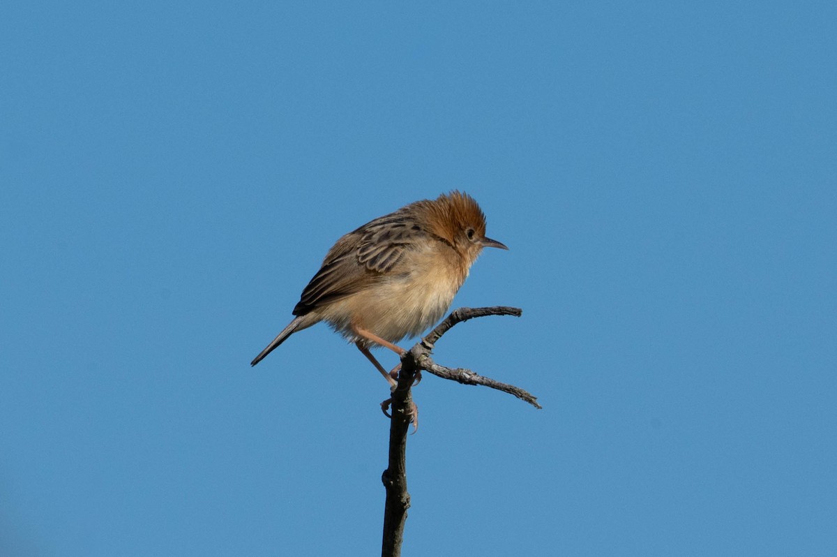 Golden-headed Cisticola - ML642418657