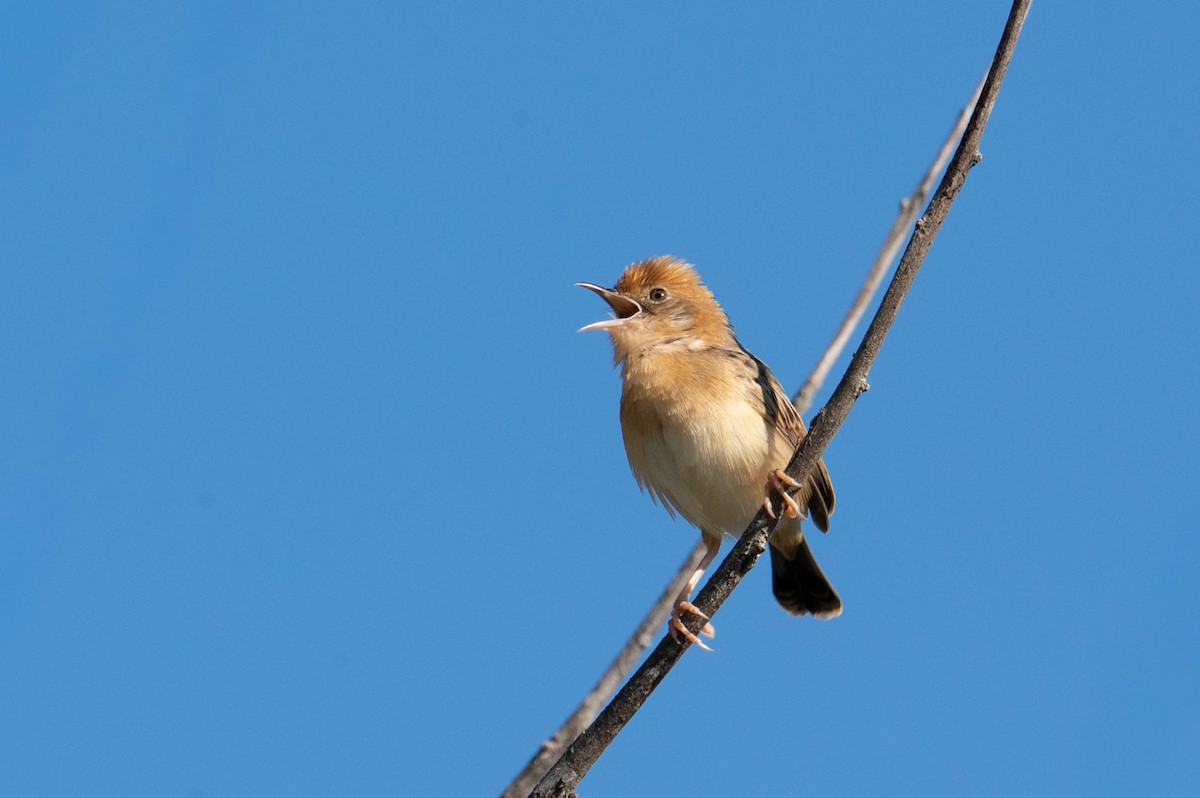 Golden-headed Cisticola - ML642418658
