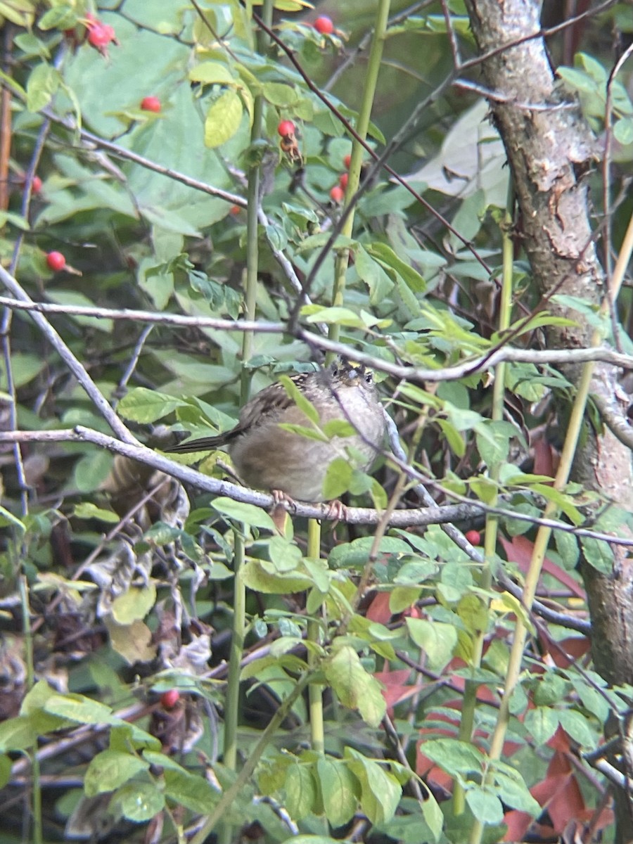 Golden-crowned Sparrow - ML642418661