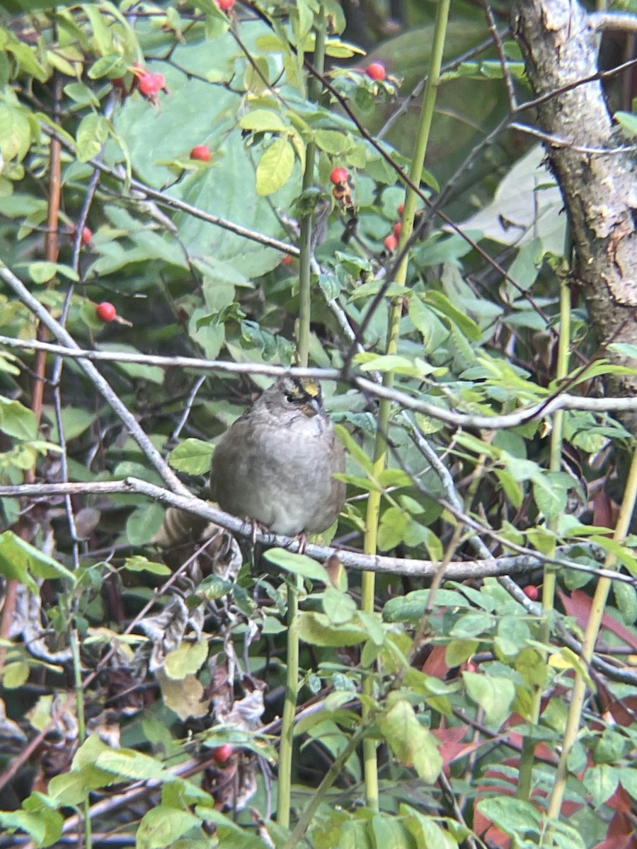 Golden-crowned Sparrow - ML642418662