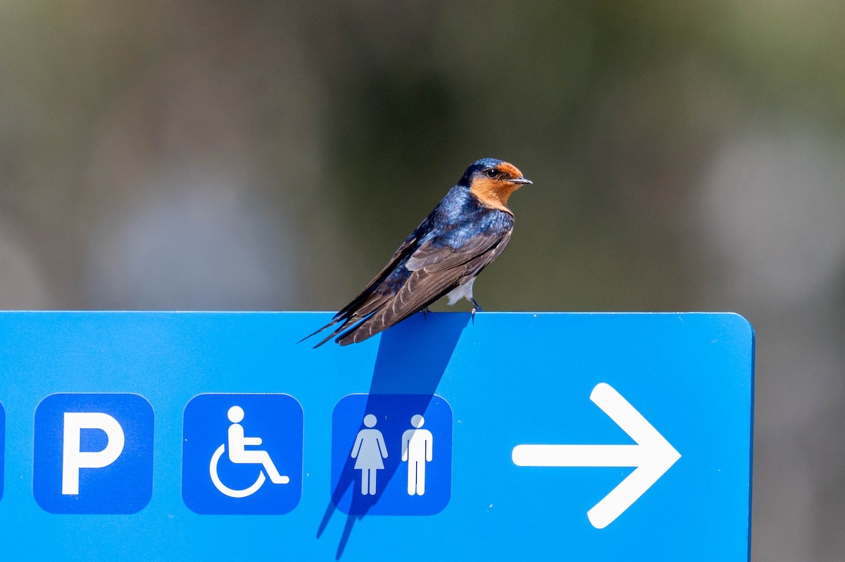 Welcome Swallow - ML642418667