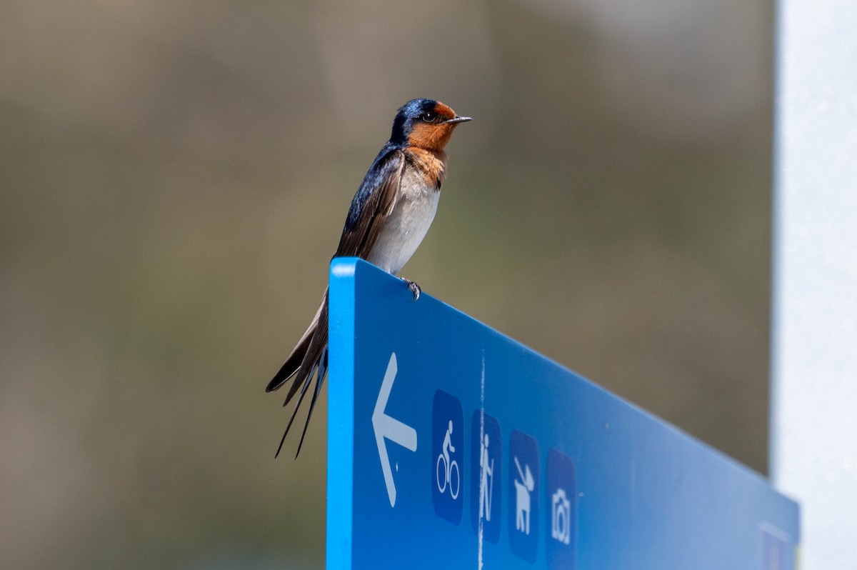 Welcome Swallow - ML642418668