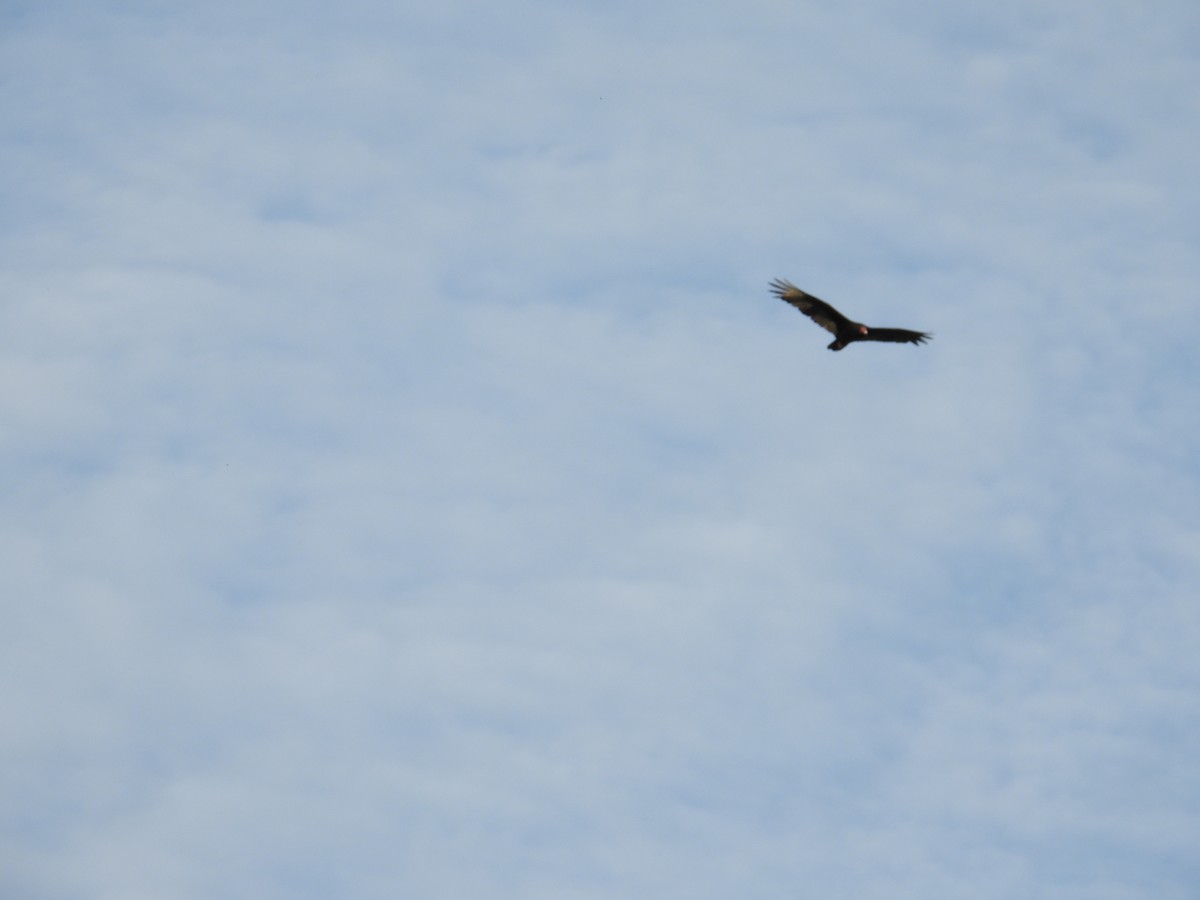 Aura Gallipavo - ML642418671
