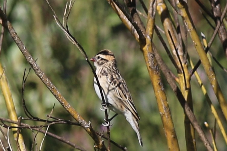Pin-tailed Whydah - ML642418702