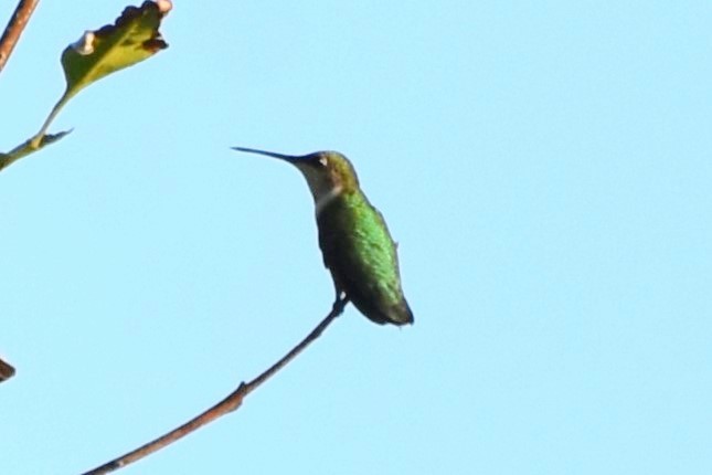 Colibri à gorge rubis - ML642418709