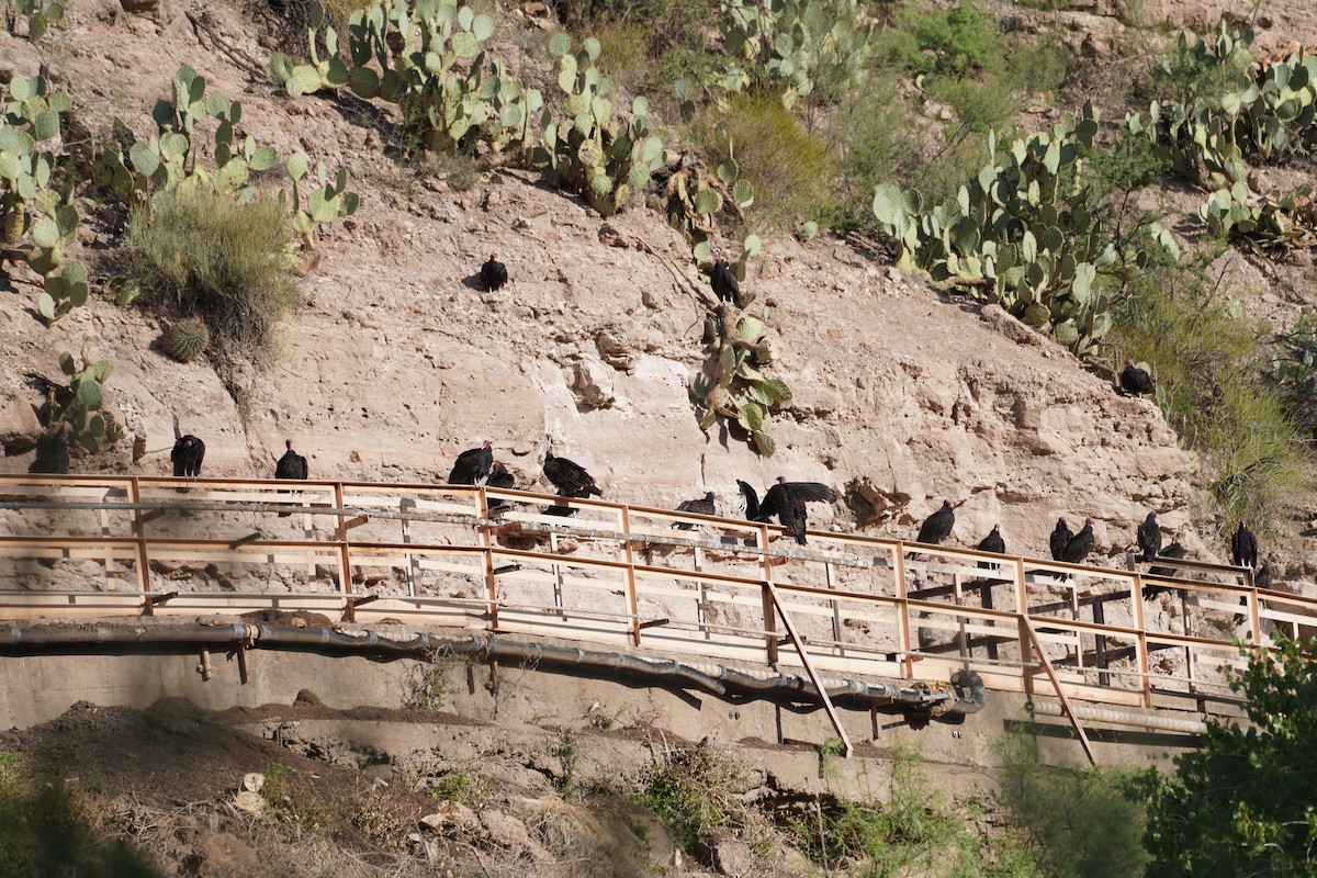Turkey Vulture - ML642418710