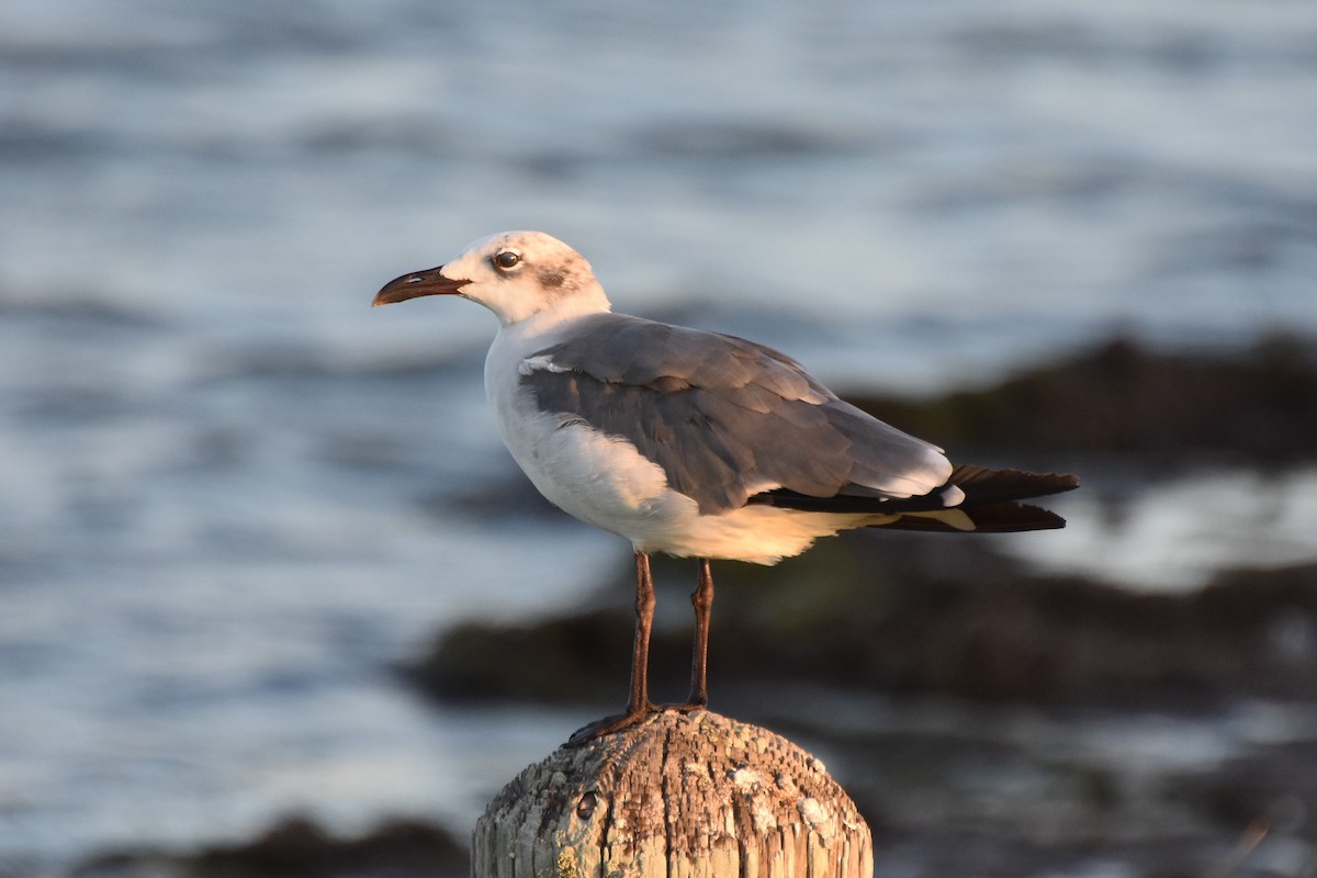 Mouette atricille - ML642418720
