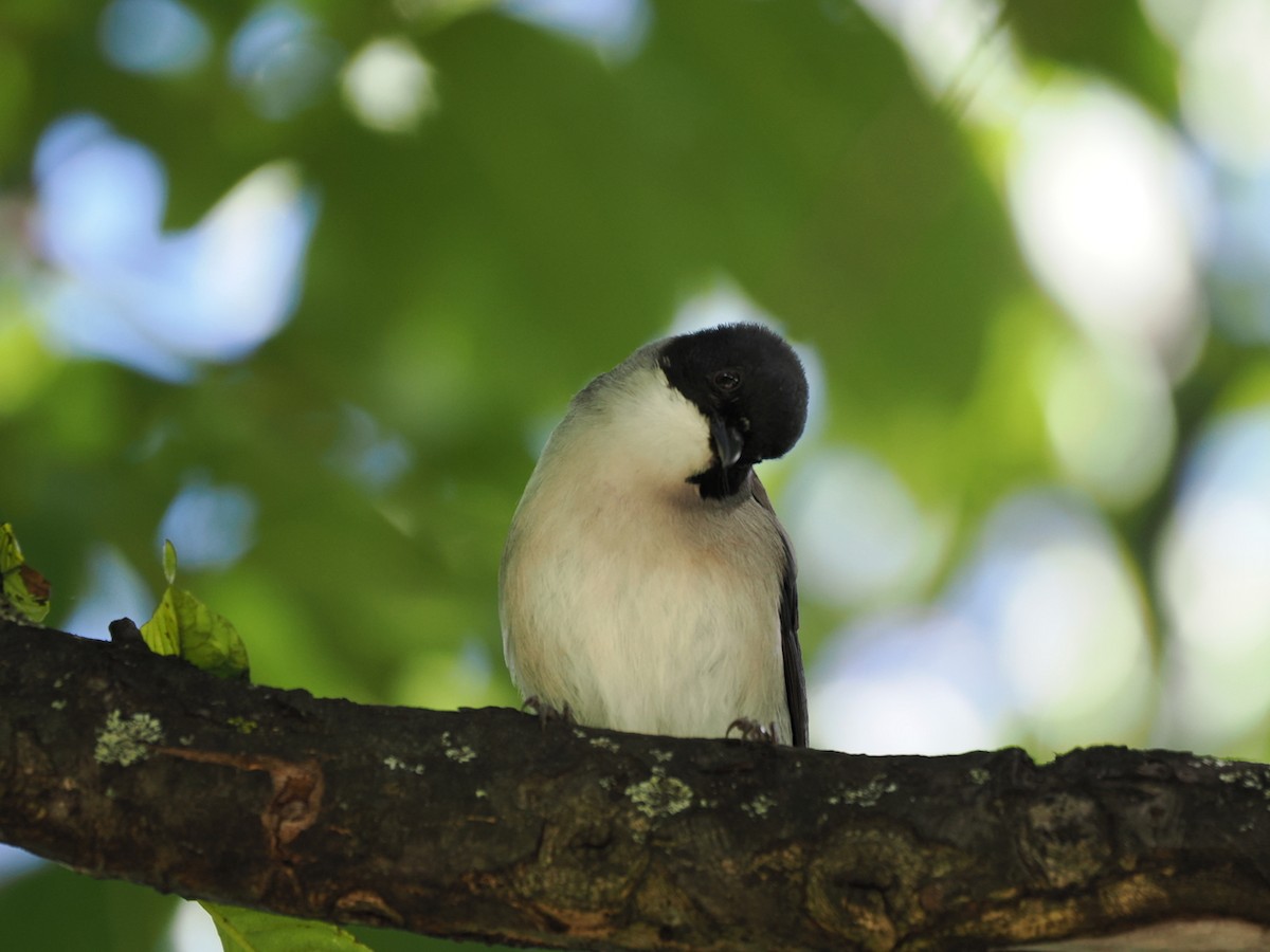 Black-headed Sibia - ML642418727
