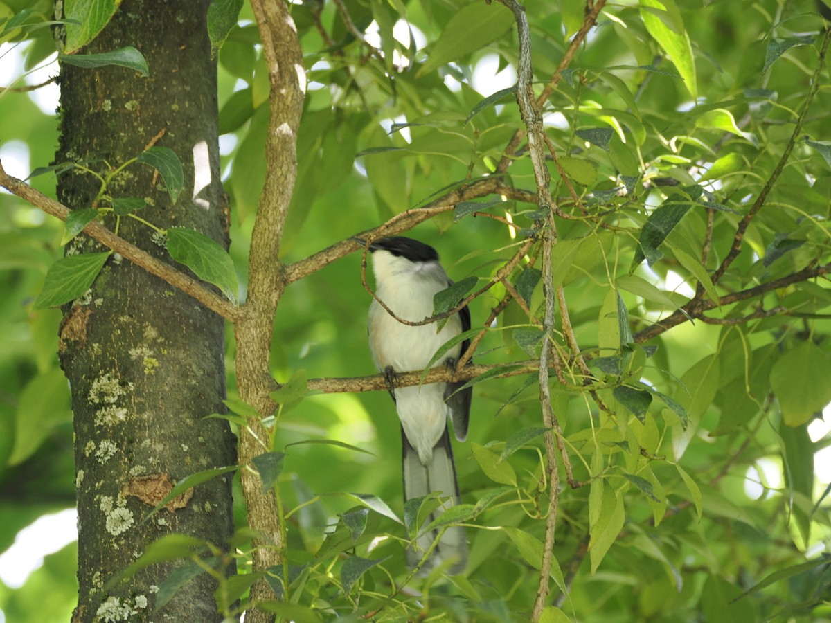 Black-headed Sibia - ML642418728