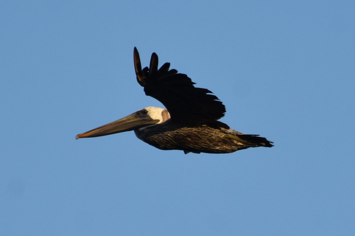 Brown Pelican - ML642418732