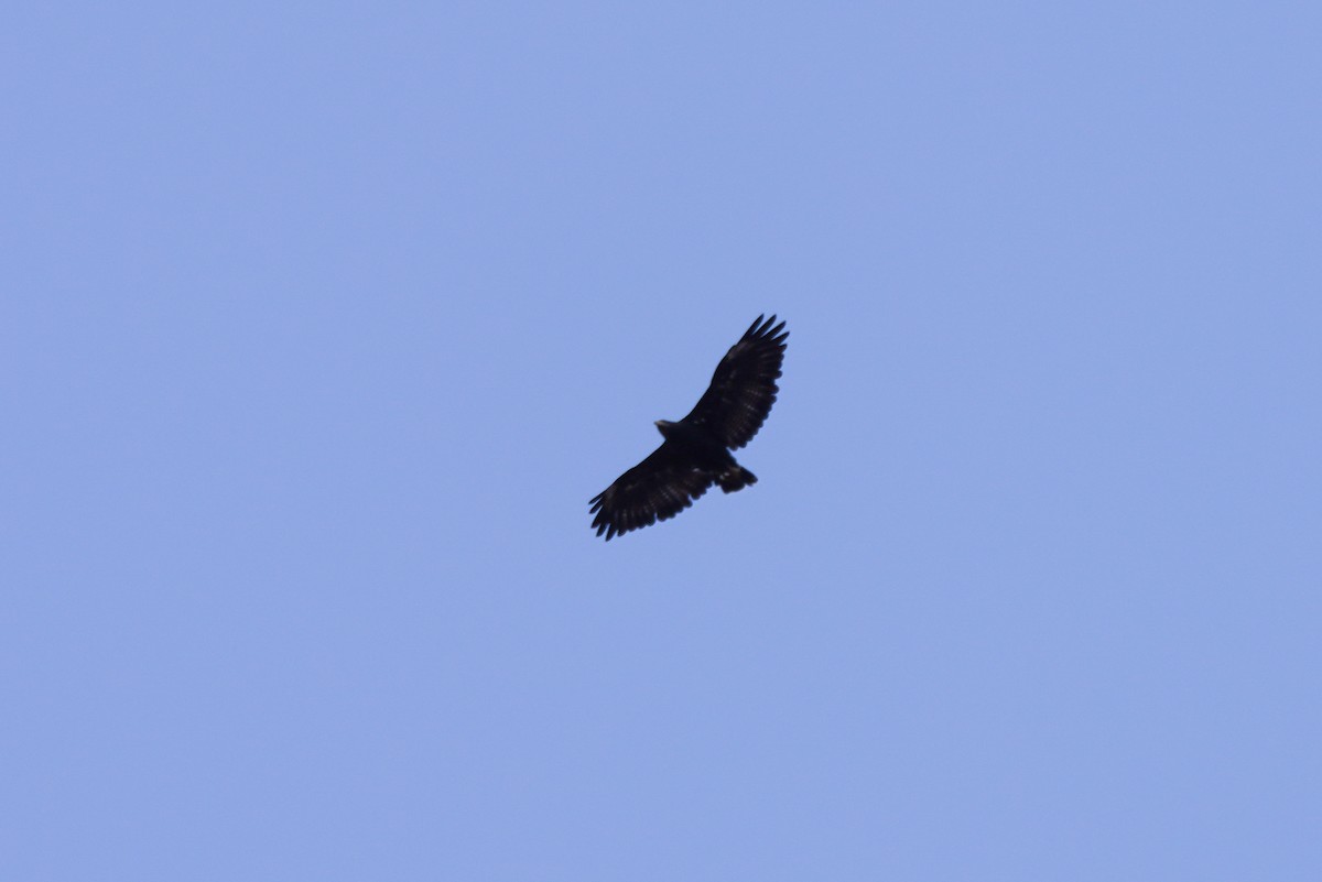 Common Black Hawk - ML642418734