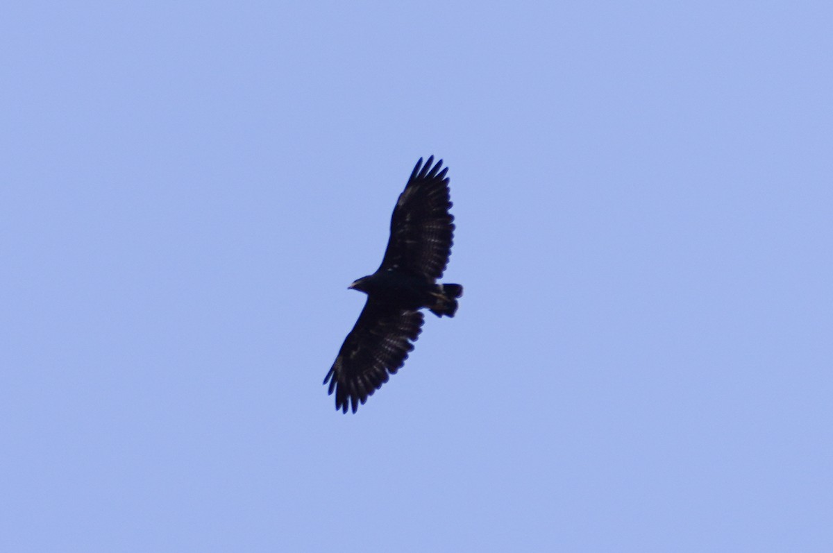 Common Black Hawk - ML642418735