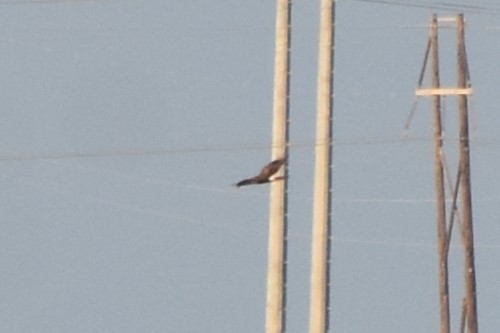 Northern Harrier - ML642418736