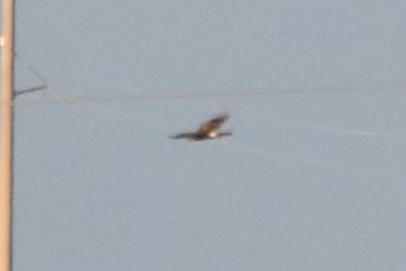 Northern Harrier - ML642418737