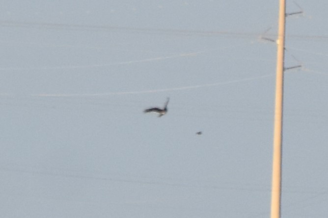 Northern Harrier - ML642418738