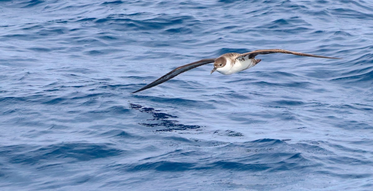 Great Shearwater - ML642418739