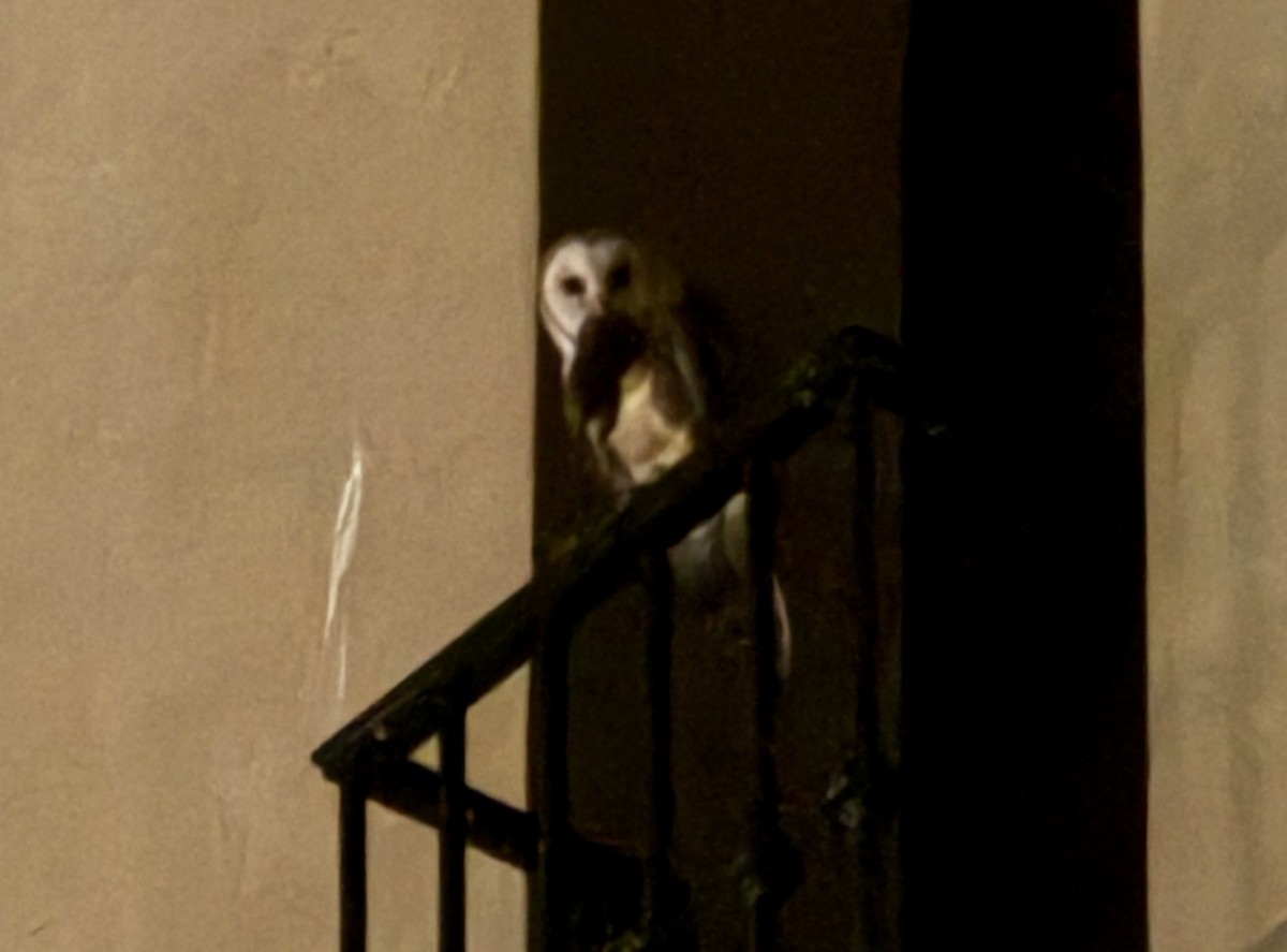 American Barn Owl - ML642418740