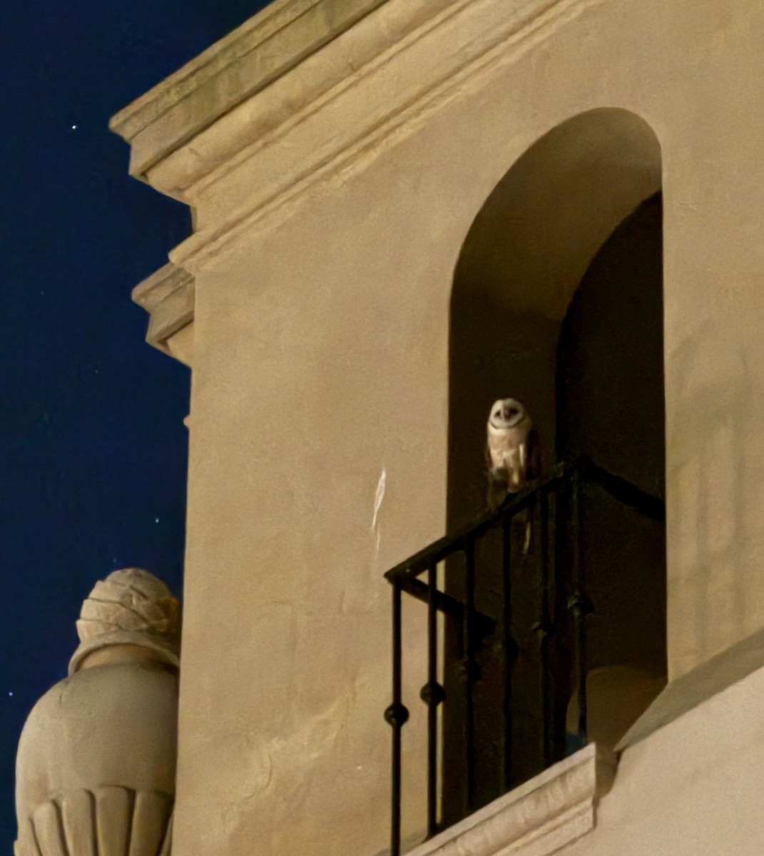 American Barn Owl - ML642418741