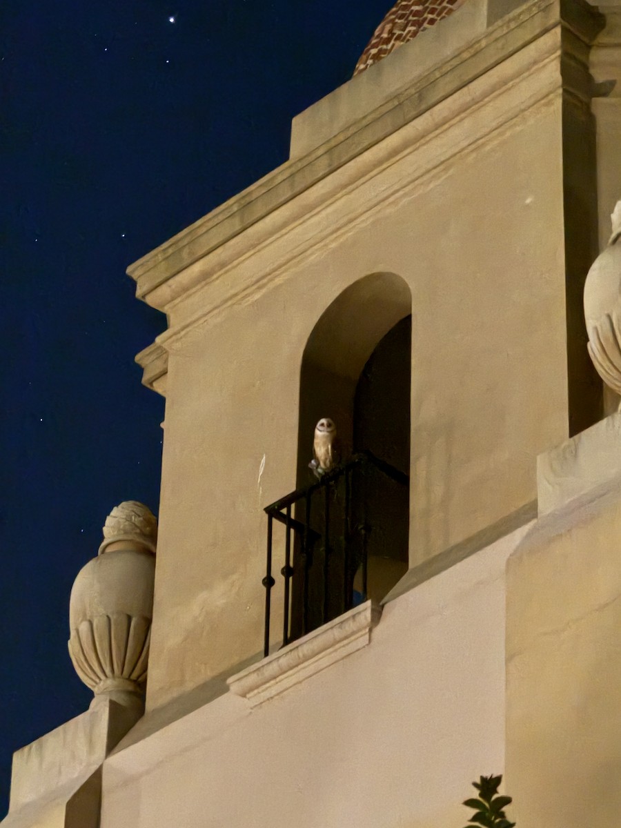 American Barn Owl - ML642418742