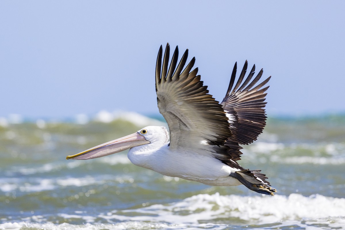 Australian Pelican - ML642418743