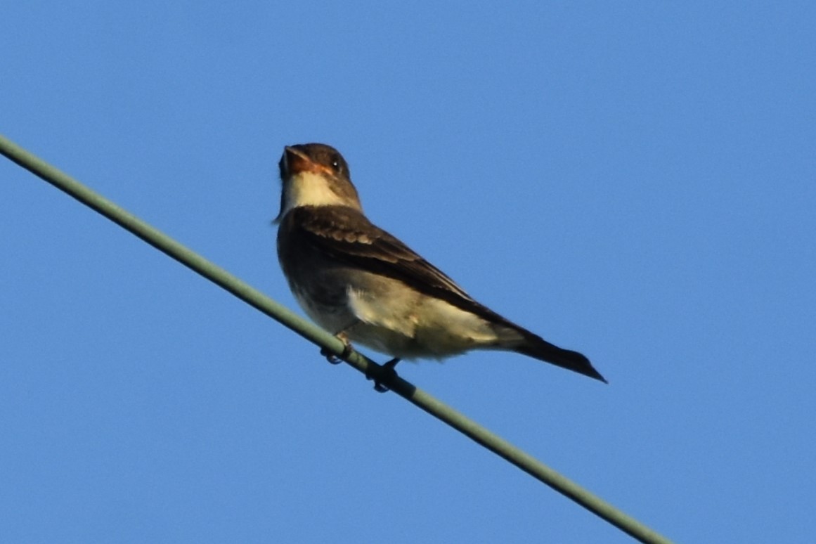 Eastern Wood-Pewee - ML642418744
