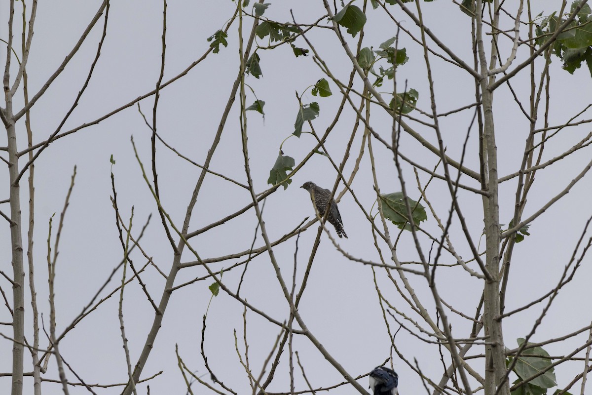 Common Cuckoo - ML642418746