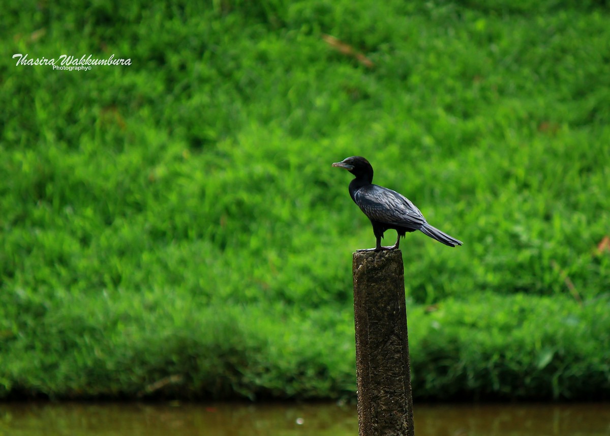 Little Cormorant - ML642418747
