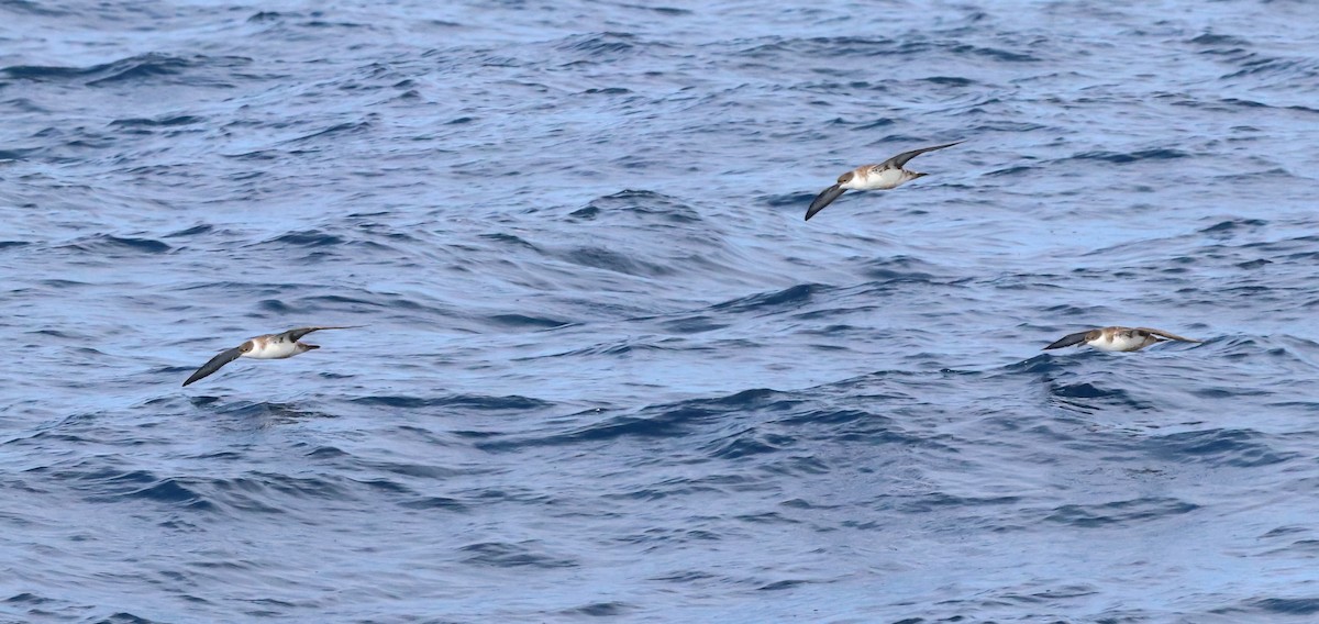 Great Shearwater - ML642418748