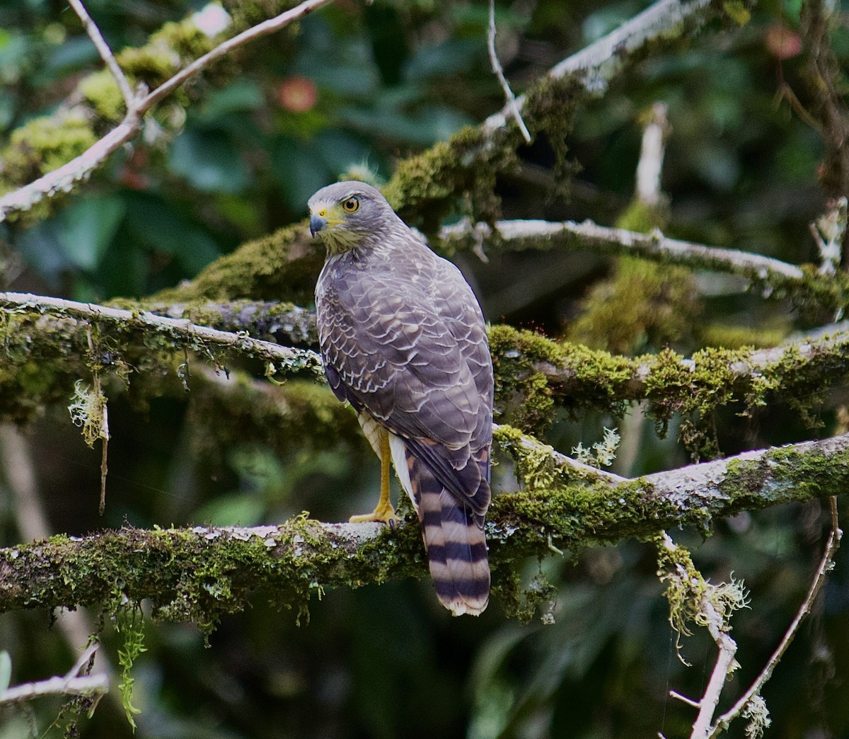 Roadside Hawk - ML642418749