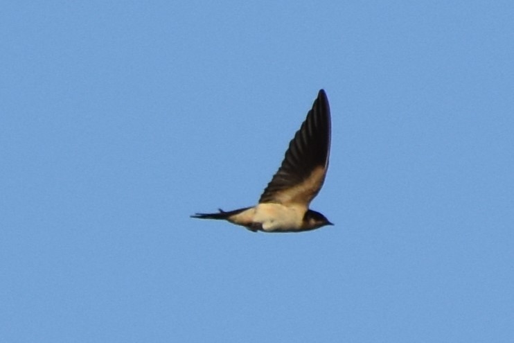 Barn Swallow - ML642418751