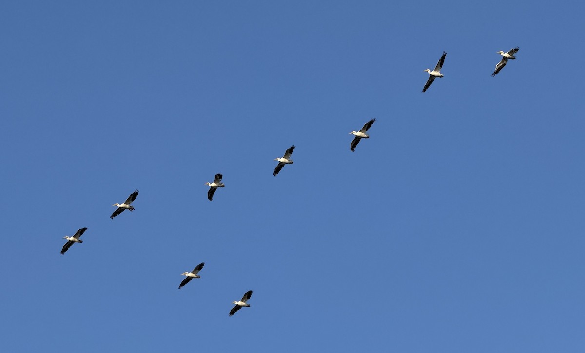 American White Pelican - ML642418752