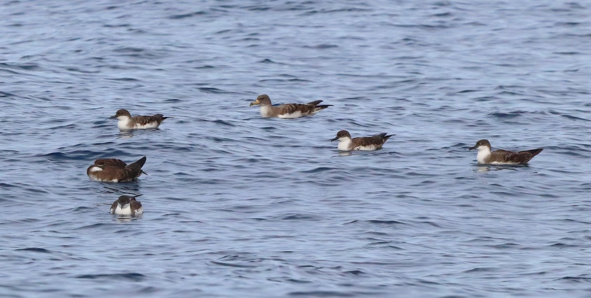 Great Shearwater - ML642418753