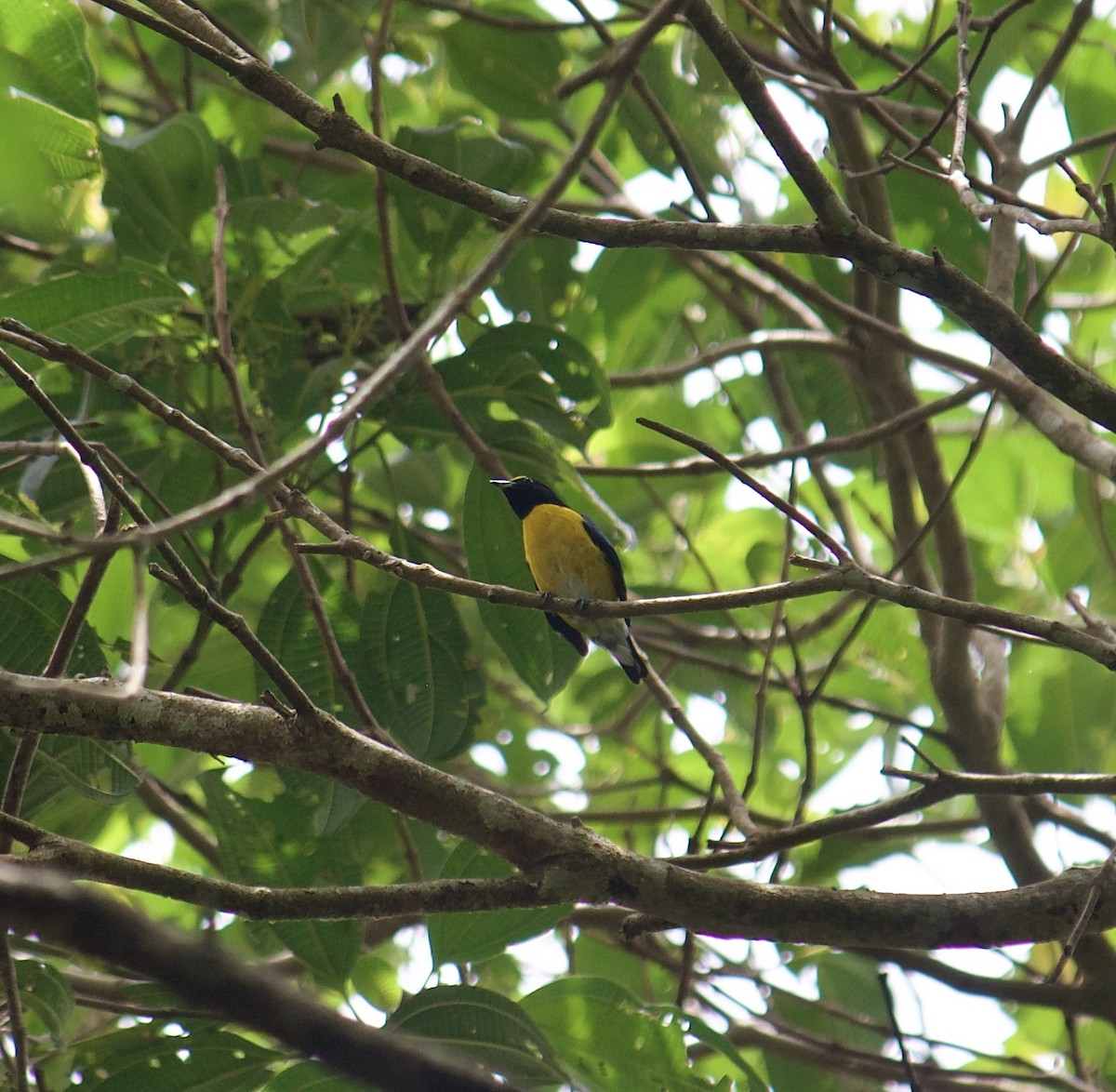 White-vented Euphonia - ML642418754