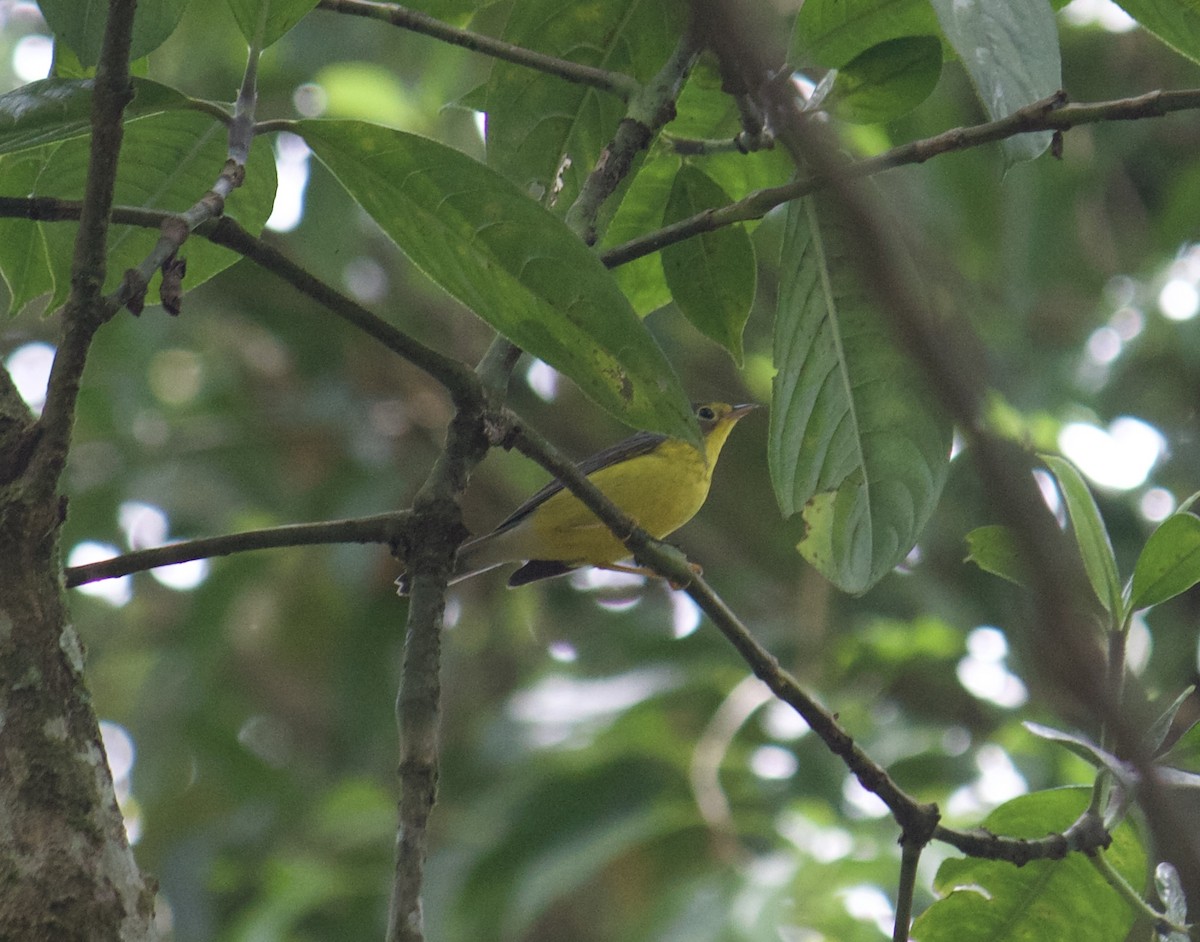 Canada Warbler - ML642418758
