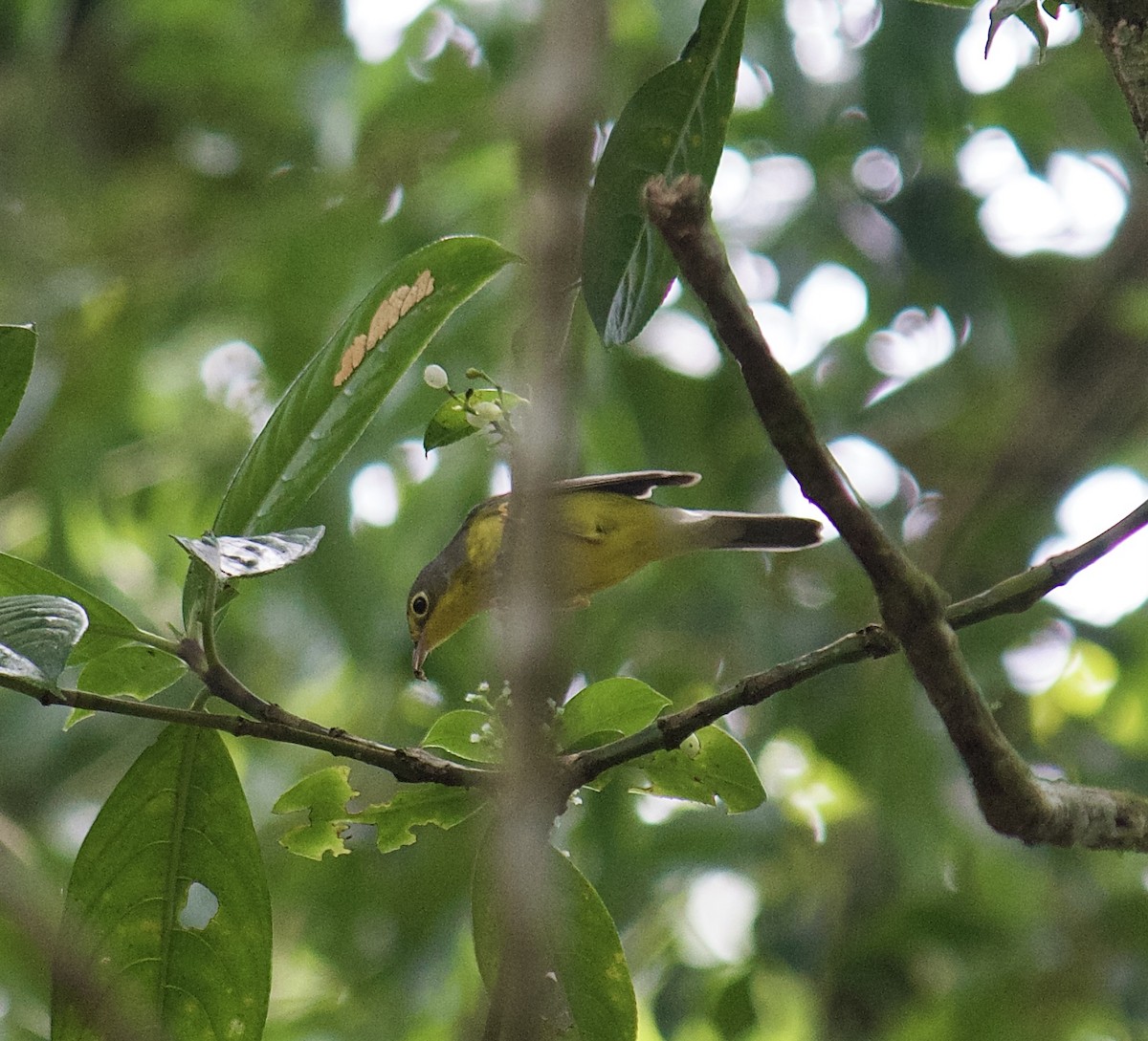 Canada Warbler - ML642418759
