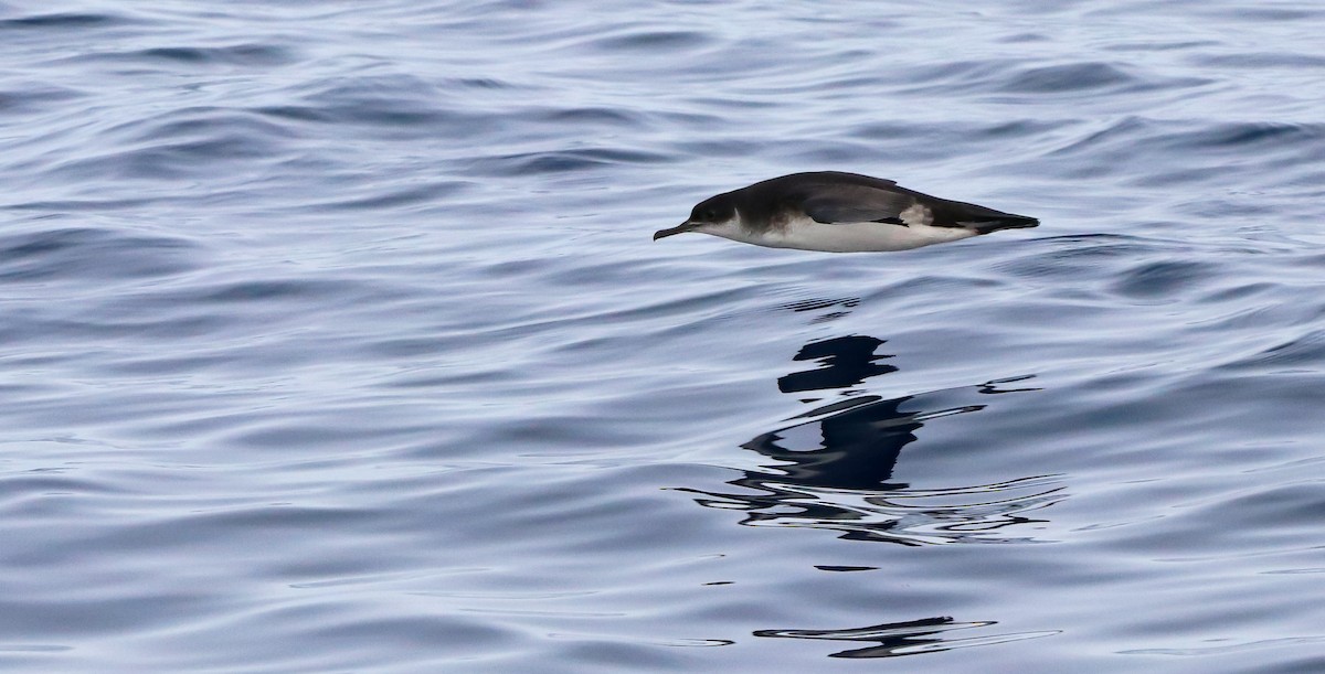Manx Shearwater - ML642418760