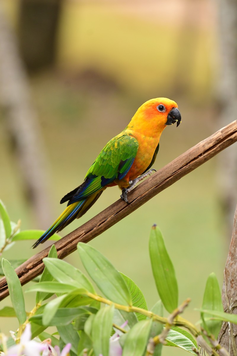 ナナイロメキシコインコ - ML642418765