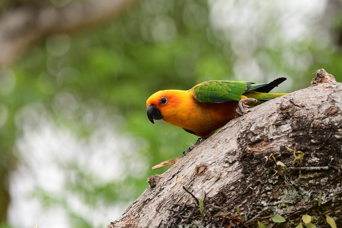 ナナイロメキシコインコ - ML642418766
