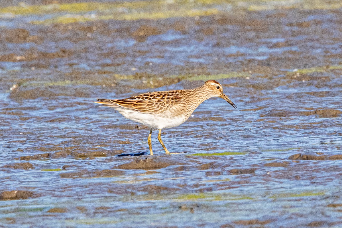 アメリカウズラシギ - ML642418779