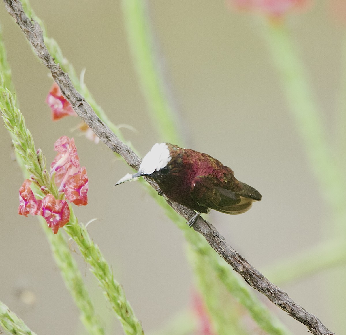 Sakarca Kolibri - ML642418787