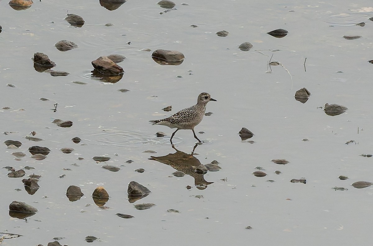 American Golden-Plover - ML642418788