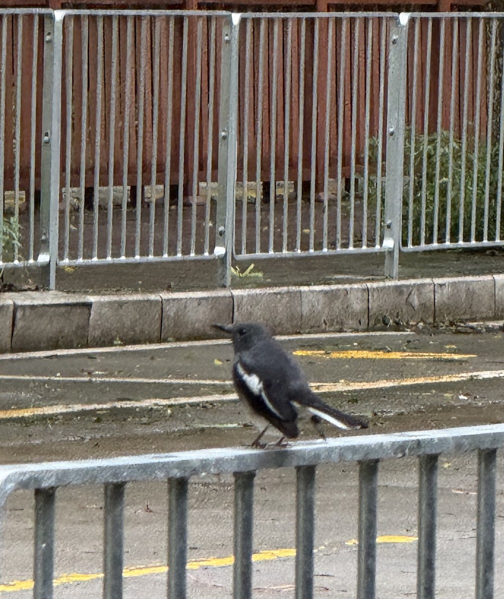 Oriental Magpie-Robin - ML642418790
