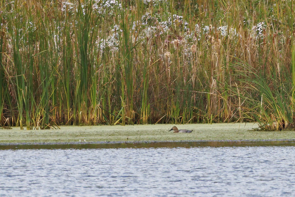 Canvasback - ML642418797