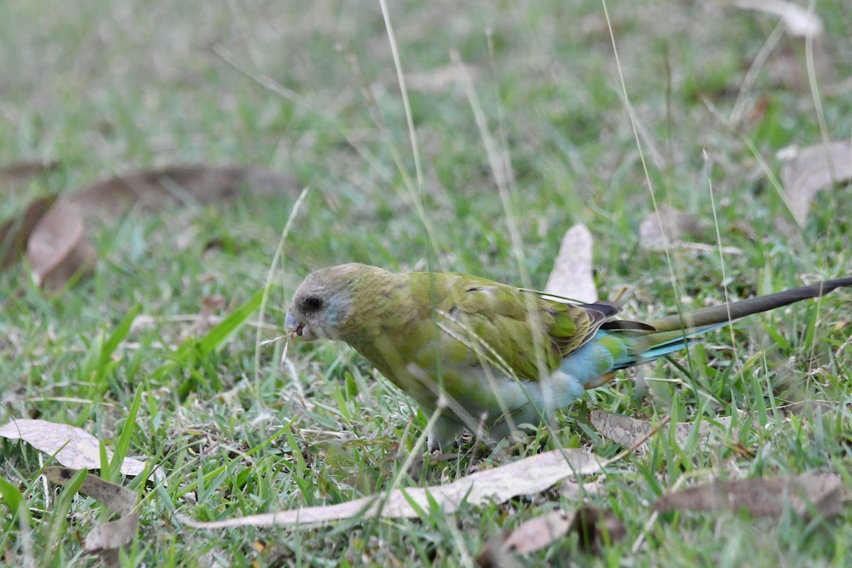 Hooded Parrot - ML642418798