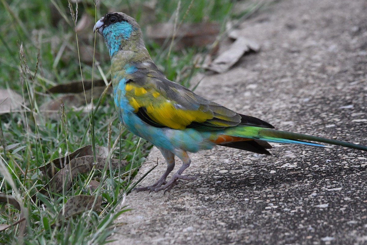 Hooded Parrot - ML642418799