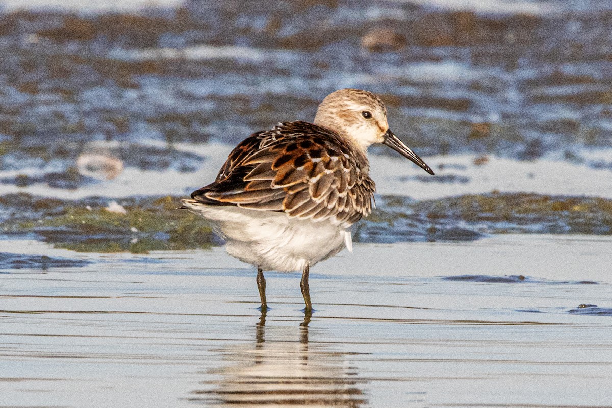 Western Sandpiper - ML642418800