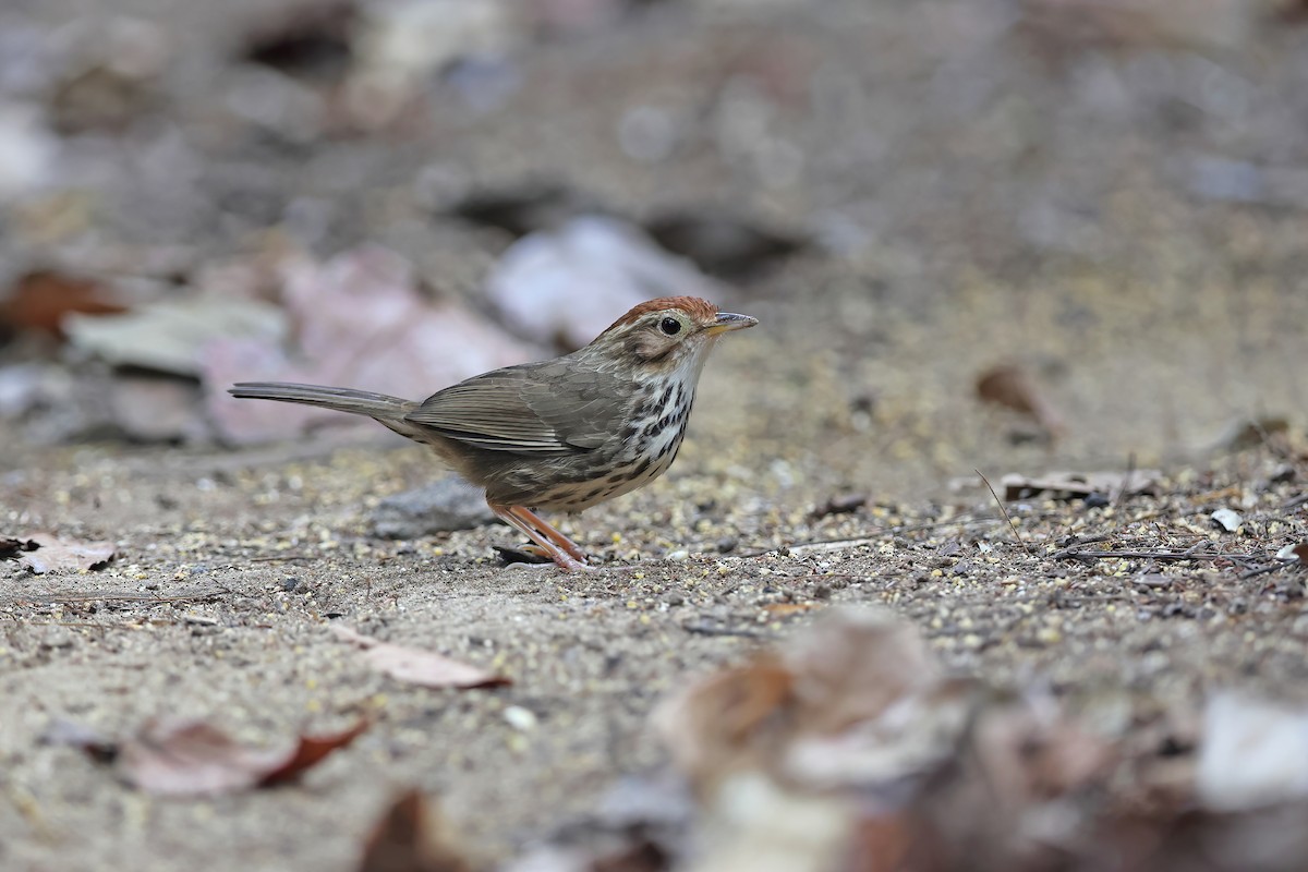 Puff-throated Babbler - ML642418802