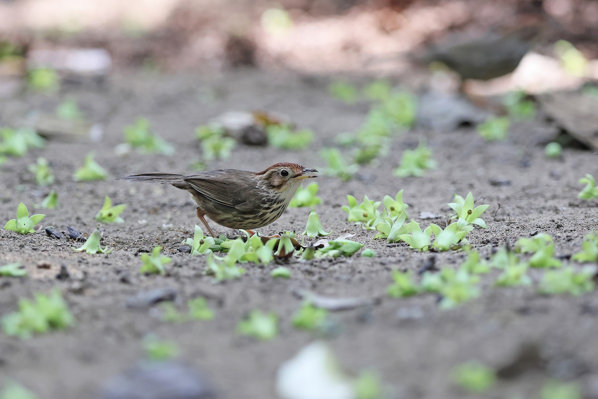Puff-throated Babbler - ML642418805